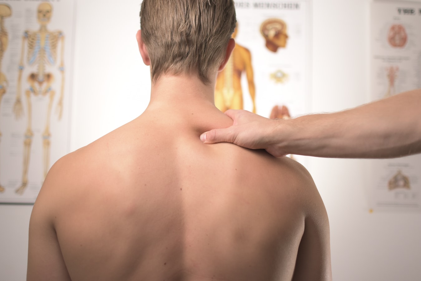 spine
