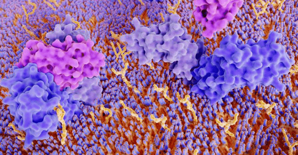 ETH researchers measure cell surfaces for cancer treatments