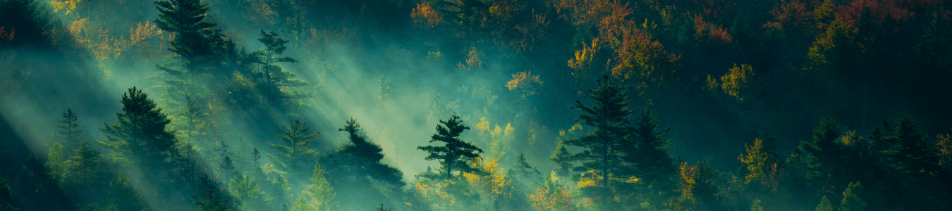 Xilva Forest Header